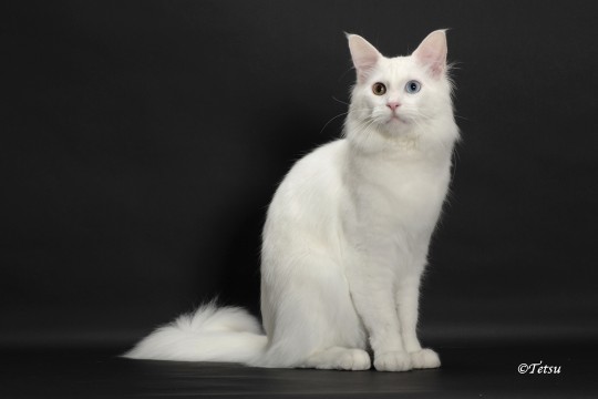 SNOW PRINCE