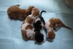 Odette's5