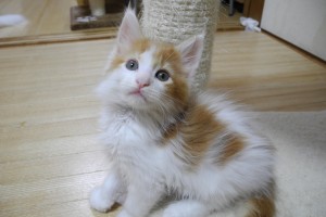 akashiro