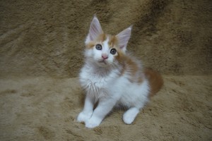 akashiro