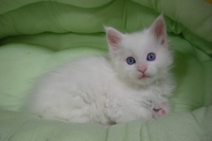 Paraiba's1