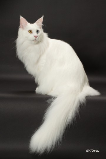 ALEXANDER