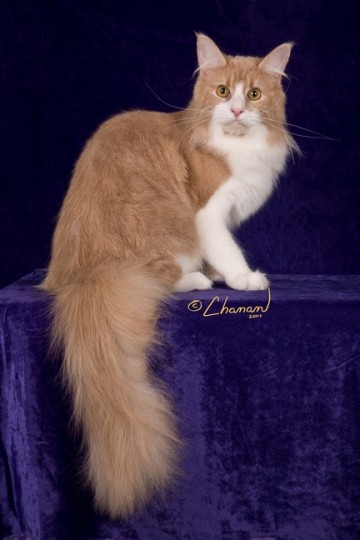 CREAM CARAMEL