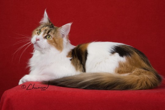 ODETTE