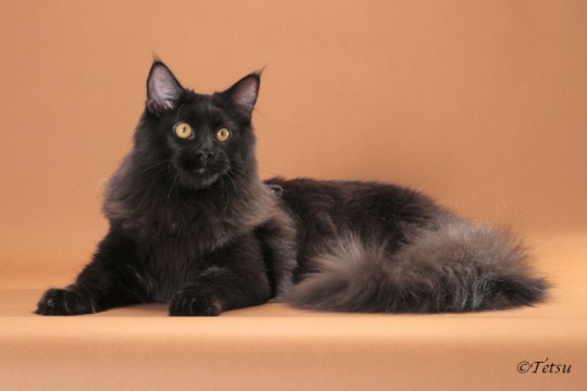 BLACK ONYX