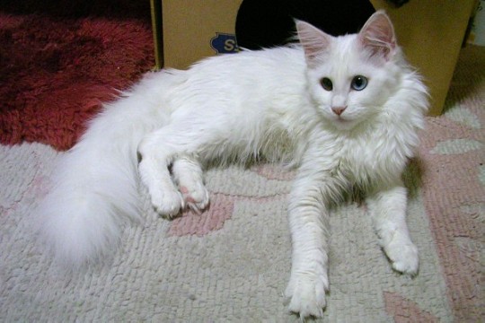 SNOW WHITE