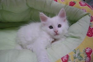 Shiroichi