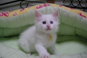 Shironi