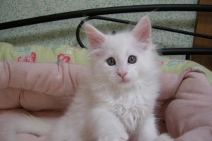 Shiroichi
