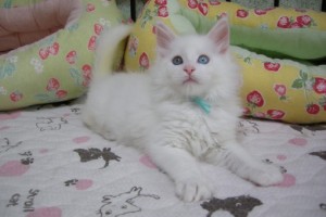 Hippu