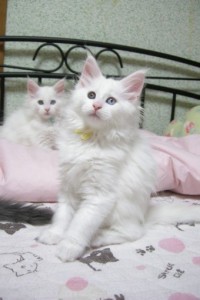 Shironi