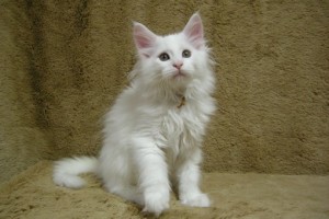 Shiroichi