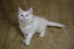 Shironi