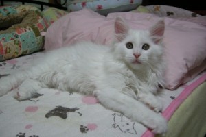 Shiroichi