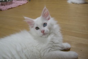 Hippu