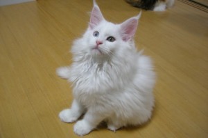 Shiroko