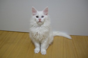 Shironi
