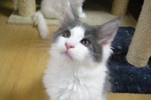 Buru
