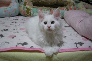 Shiroichi