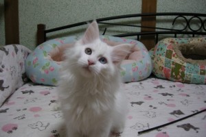 Hippu