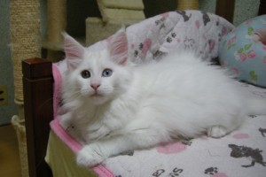 Shironi