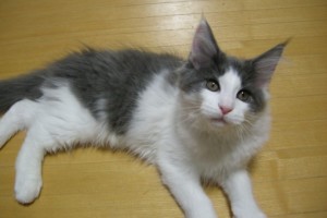 Buru