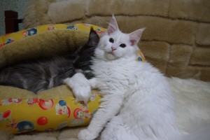 Agate's2