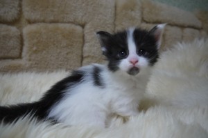 nova's1