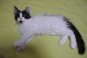 nova's1