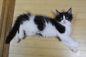 nova's1