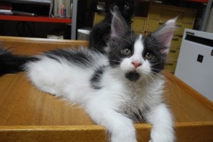 nova's1