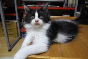 nova's1