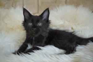 nova's1