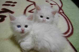 Obsidian's2