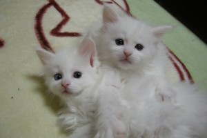 Obsidian's2