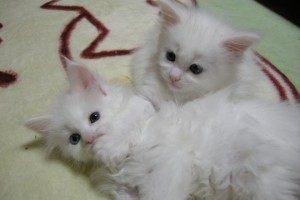 Obsidian's2