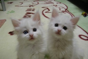 Obsidian's2
