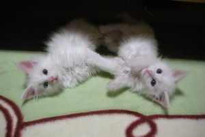 Obsidian's2
