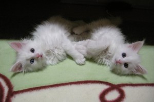 Obsidian's2