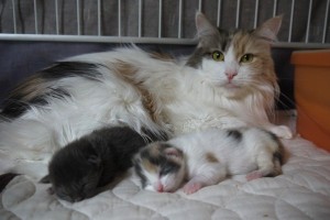 Obsidian's3