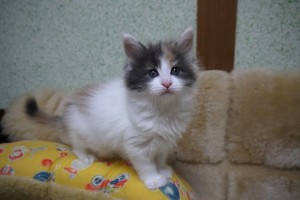 mike