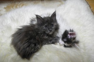 Obsidian's3