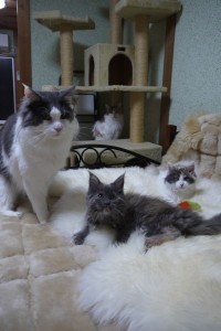 Obsidian's3