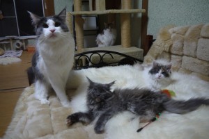 Obsidian's3