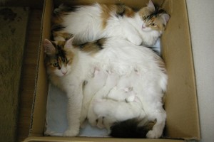 Odette's4