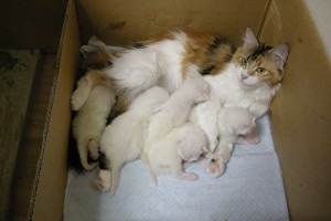 Nanny: Aurora