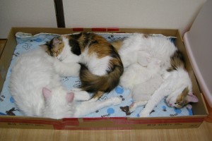 Odette's4