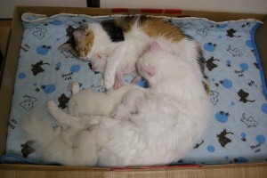 Nanny: Aurora & Powder Snow
