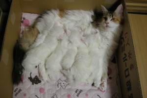 Odette's4