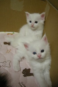 Odette's4